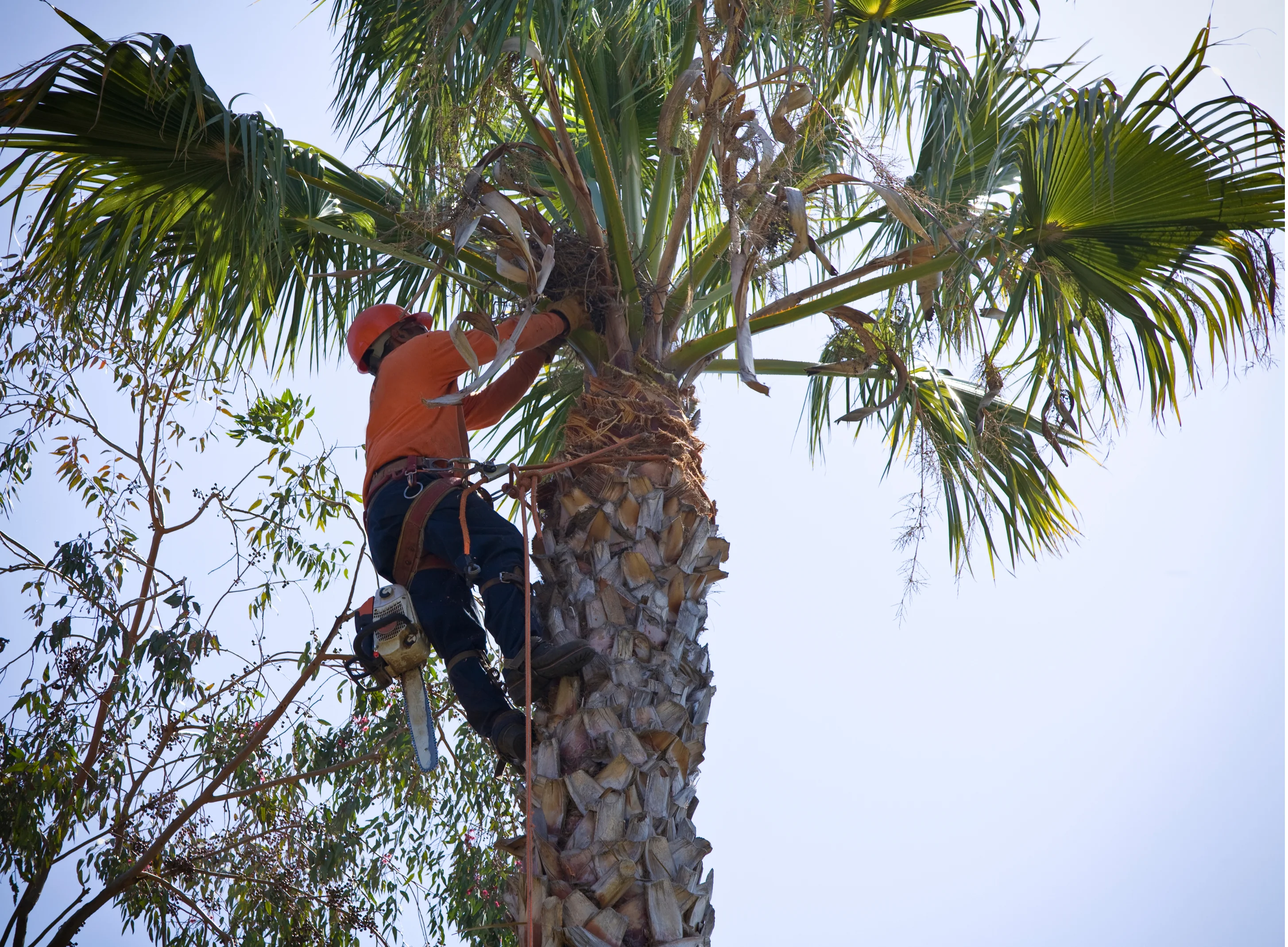 Professional arborist removing palm tree in Canberra