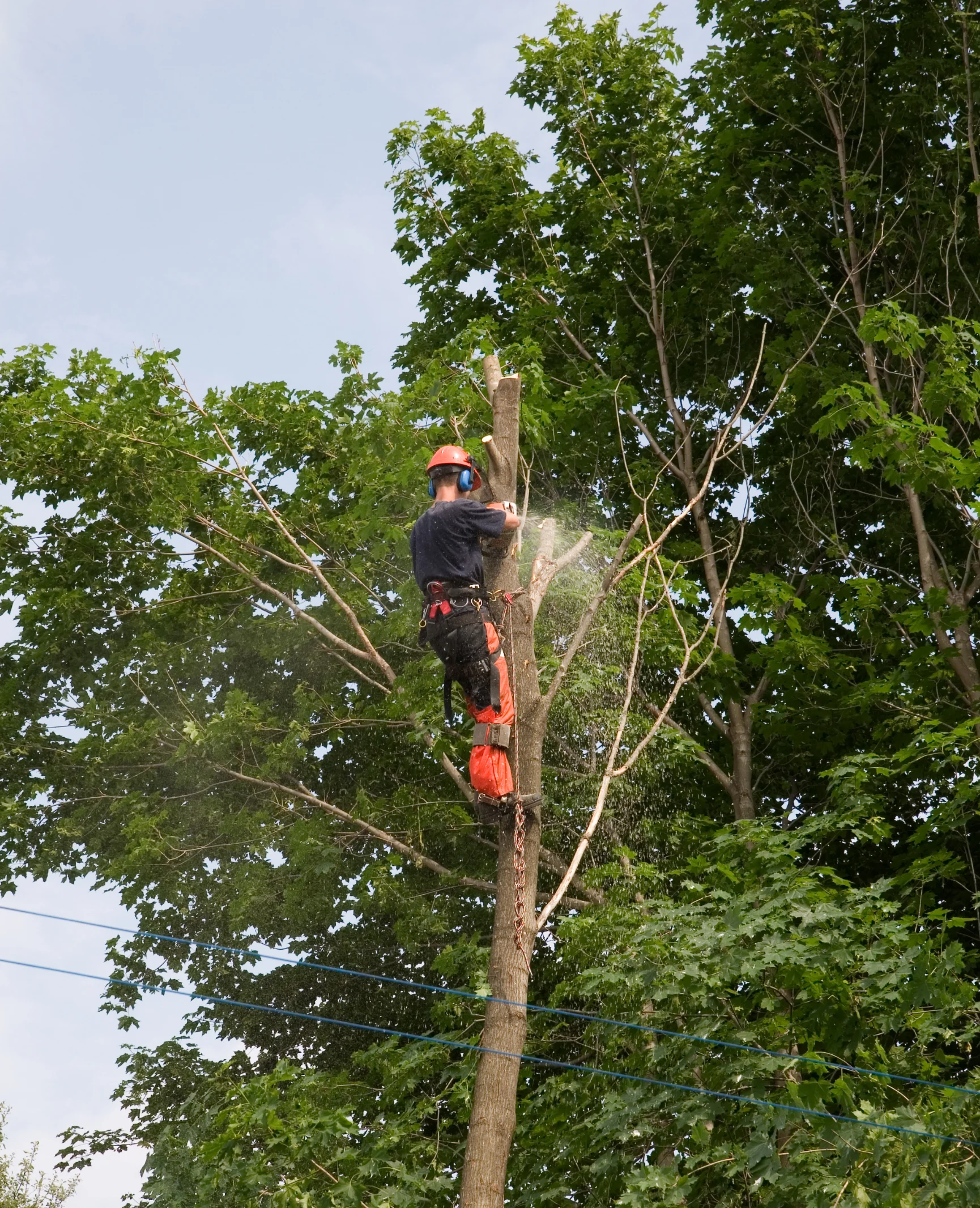 Professional arborist cutting top of tree during removal