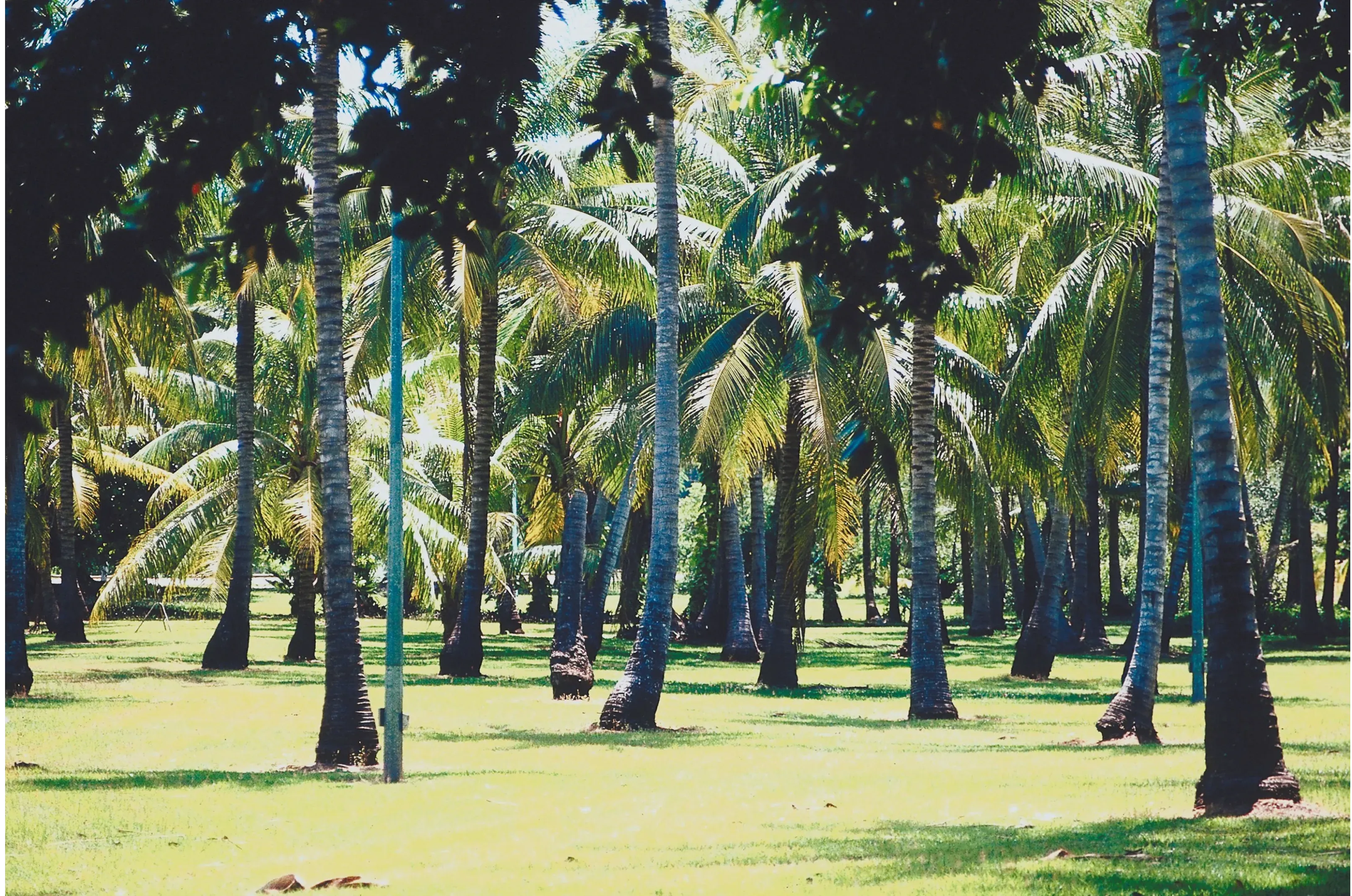 Palm trees in a Perth landscape